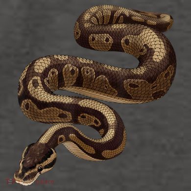 Snake Ball Python Vector Backpack