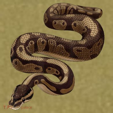 Snake Ball Python Garment-Dyed Women's Muscle Tee