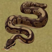 Snake Ball Python Garment-Dyed Women's Muscle Tee thumb 6