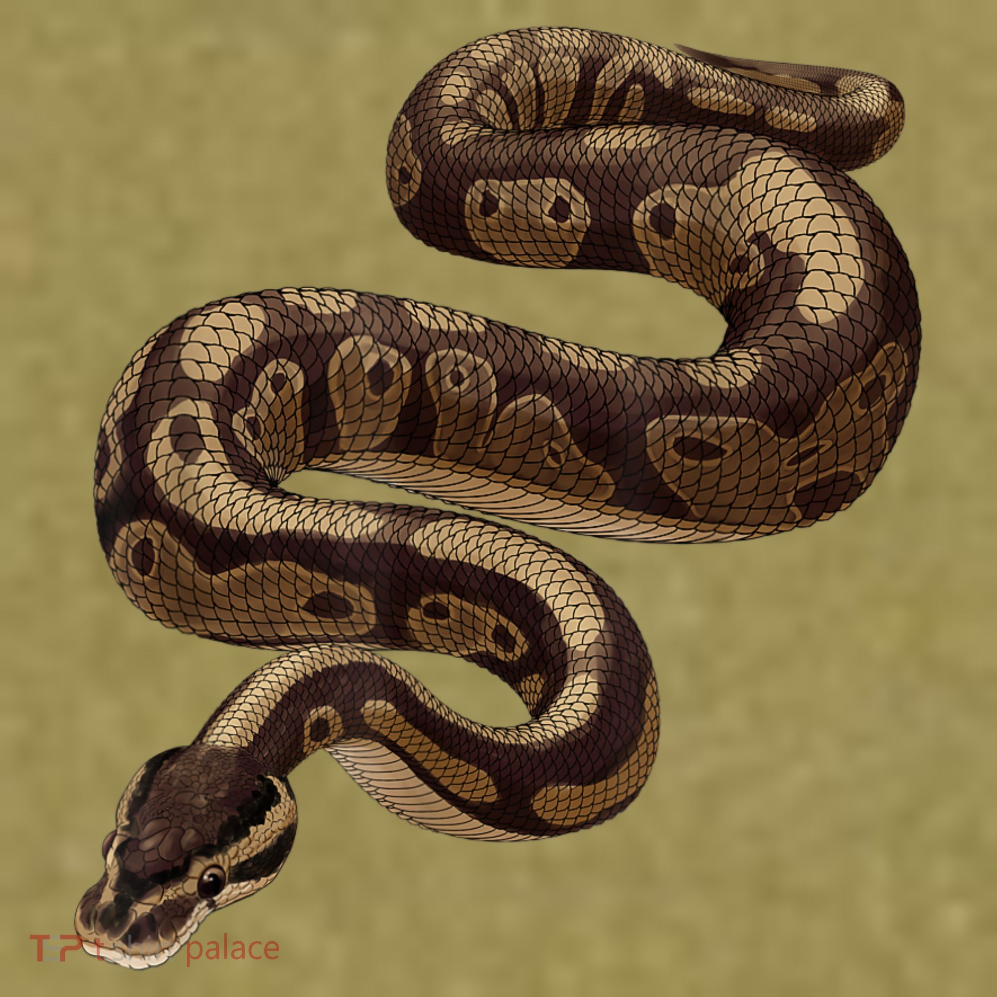 Snake Ball Python Garment-Dyed Women's Muscle Tee