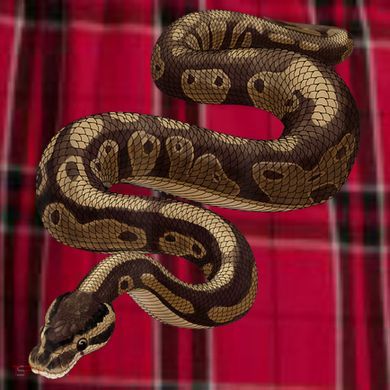 Snake Ball Python Men's Flannel Plaid Pajama Pants