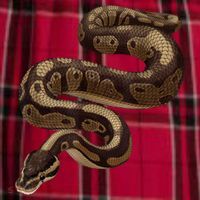Snake Ball Python Men's Flannel Plaid Pajama Pants thumb 2