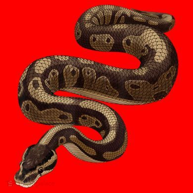 Snake Ball Python Santa Hat