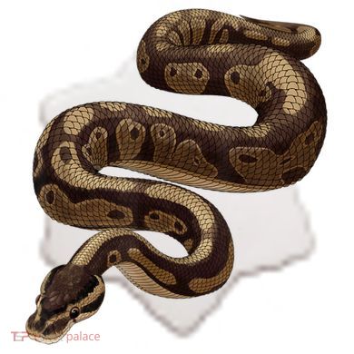 Snake Ball Python Ceramic Ornament