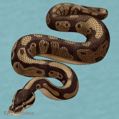 Snake Ball Python Sueded Cloud Jersey T-Shirt