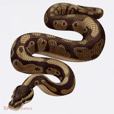 Snake Ball Python Comfort Colors Garment-Dyed Hooded Sweatshirt