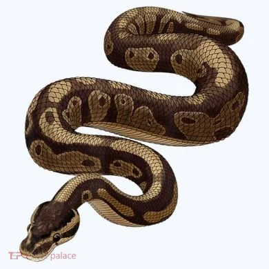 Snake Ball Python Comfort Colors Garment-Dyed Hooded Sweatshirt
