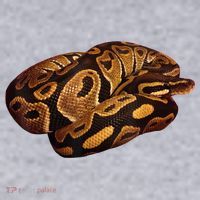 Snake Ball Python Tee Women's Racerback Cropped Tank thumb 2