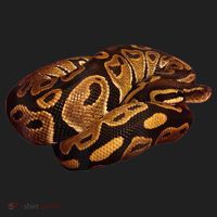 Snake Ball Python Tee Women's Sweatshirt thumb 2