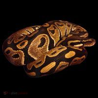 Snake Ball Python Tee USA-Made Doggie Bandana thumb 2