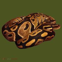 Snake Ball Python Tee Kids Hoodie thumb 2