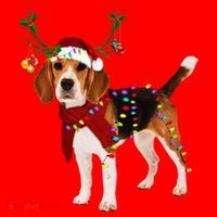 Santa Beagle Reindeer Light Christmas Gift Santa Hat thumb 1
