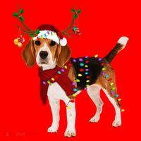 Santa Beagle Reindeer Light Christmas Gift Santa Hat thumb 1