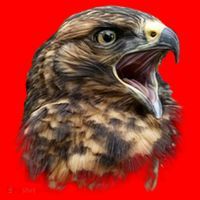 Screaming Hawk Wildlife Santa Hat thumb 1