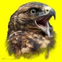 Screaming Hawk Wildlife Women's T-Shirt thumb 6