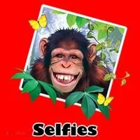 Selfies - Chimp Funny Selfie  Santa Hat thumb 1