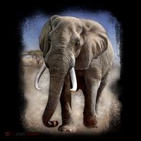Safari Elephant Visor thumb 3