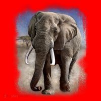 Safari Elephant Santa Hat thumb 1
