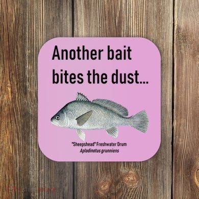 Sheepshead Freshwater Drum Coaster