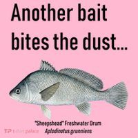 Sheepshead Freshwater Drum Coaster thumb 2