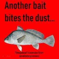Sheepshead Freshwater Drum Santa Hat thumb 1