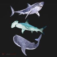 Shark Fans Great White Hammerhead And Whale Shark Lover Women's Hoodie thumb 2