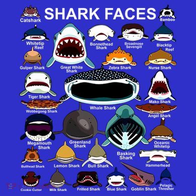 Shark Faces Of All Kinds Women's T-Shirt
