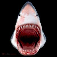 Shark Bite Close Up 3D Women's T-Shirt thumb 6