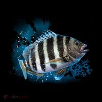Sheepshead Polo thumb 3