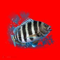 Sheepshead Santa Hat thumb 1