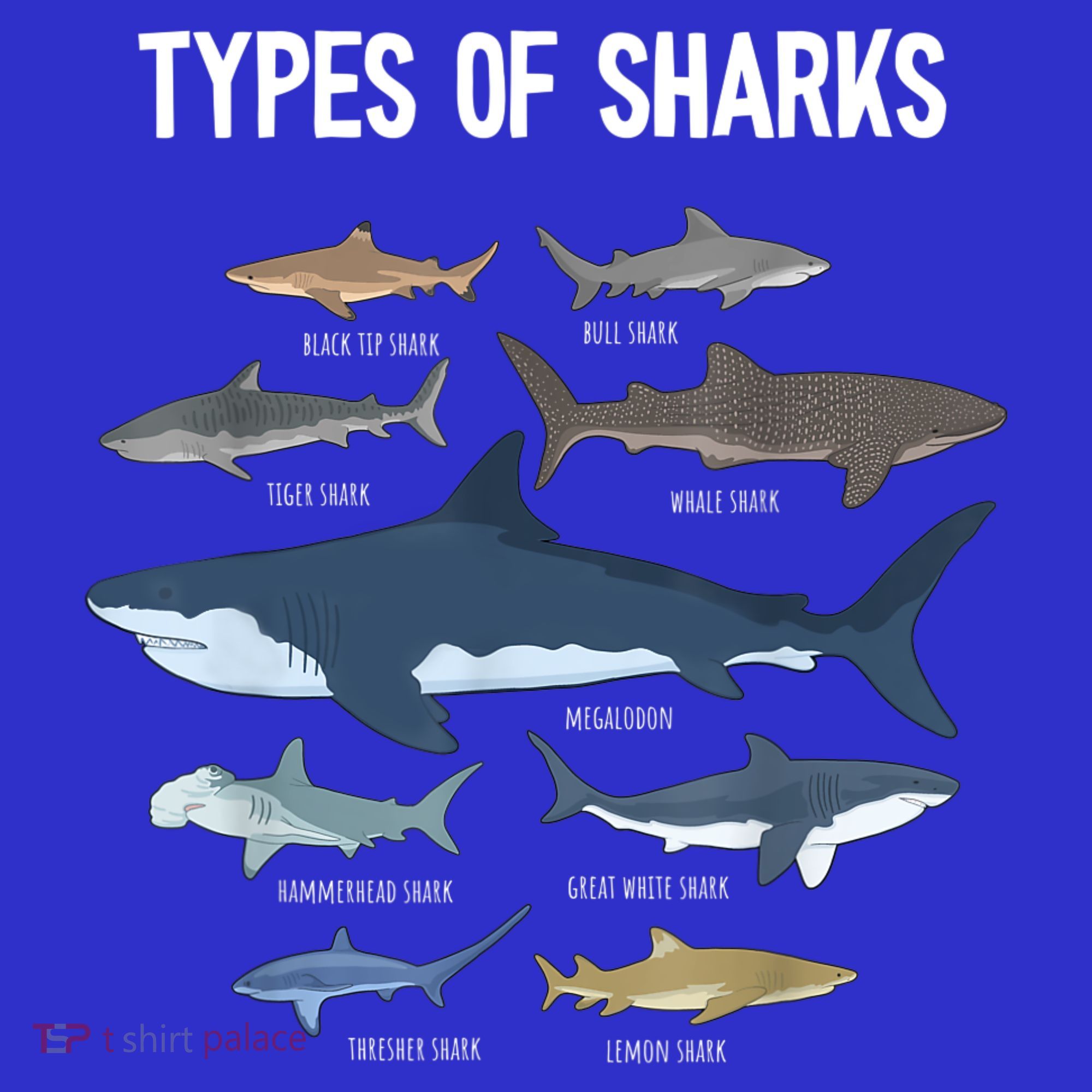 Shark Lover Shirt, Shark Lover Gift, Types Of Shark T-Shirt