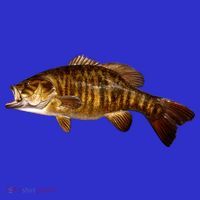 Smallmouth Leap Tank Top thumb 6