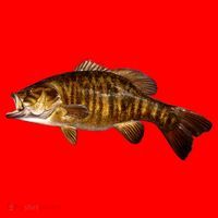 Smallmouth Leap Santa Hat thumb 1