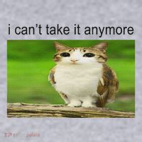 Silly Owl Cat Meme I CanT Take It Anymore Women's Sweatshirt thumb 2