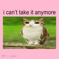 Silly Owl Cat Meme I CanT Take It Anymore Coaster thumb 2