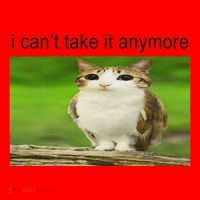 Silly Owl Cat Meme I CanT Take It Anymore Santa Hat thumb 1