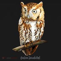 Screech Owl Graphic Birder Wildlife Bird Watching Kids T-Shirt thumb 4