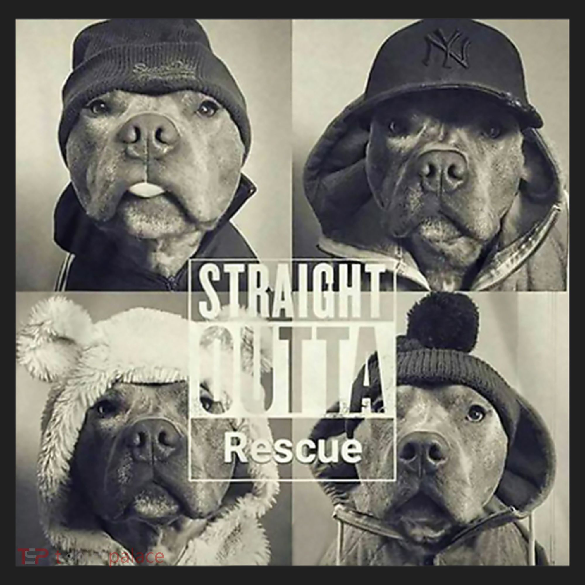 Straight Outta Rescue Pitbull Beanie