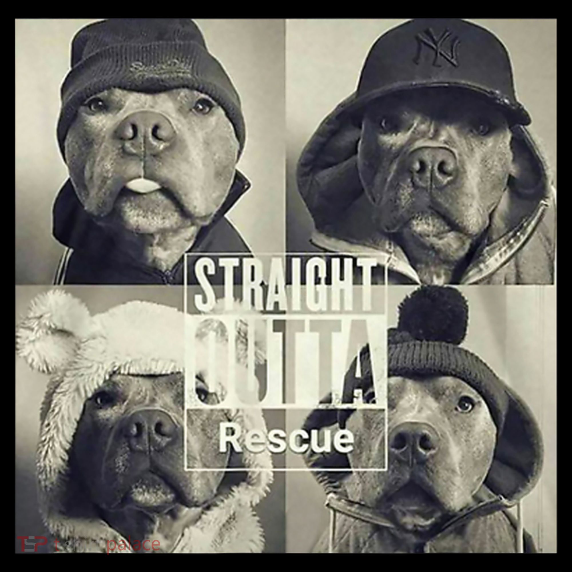 Straight Outta Rescue Pitbull Visor