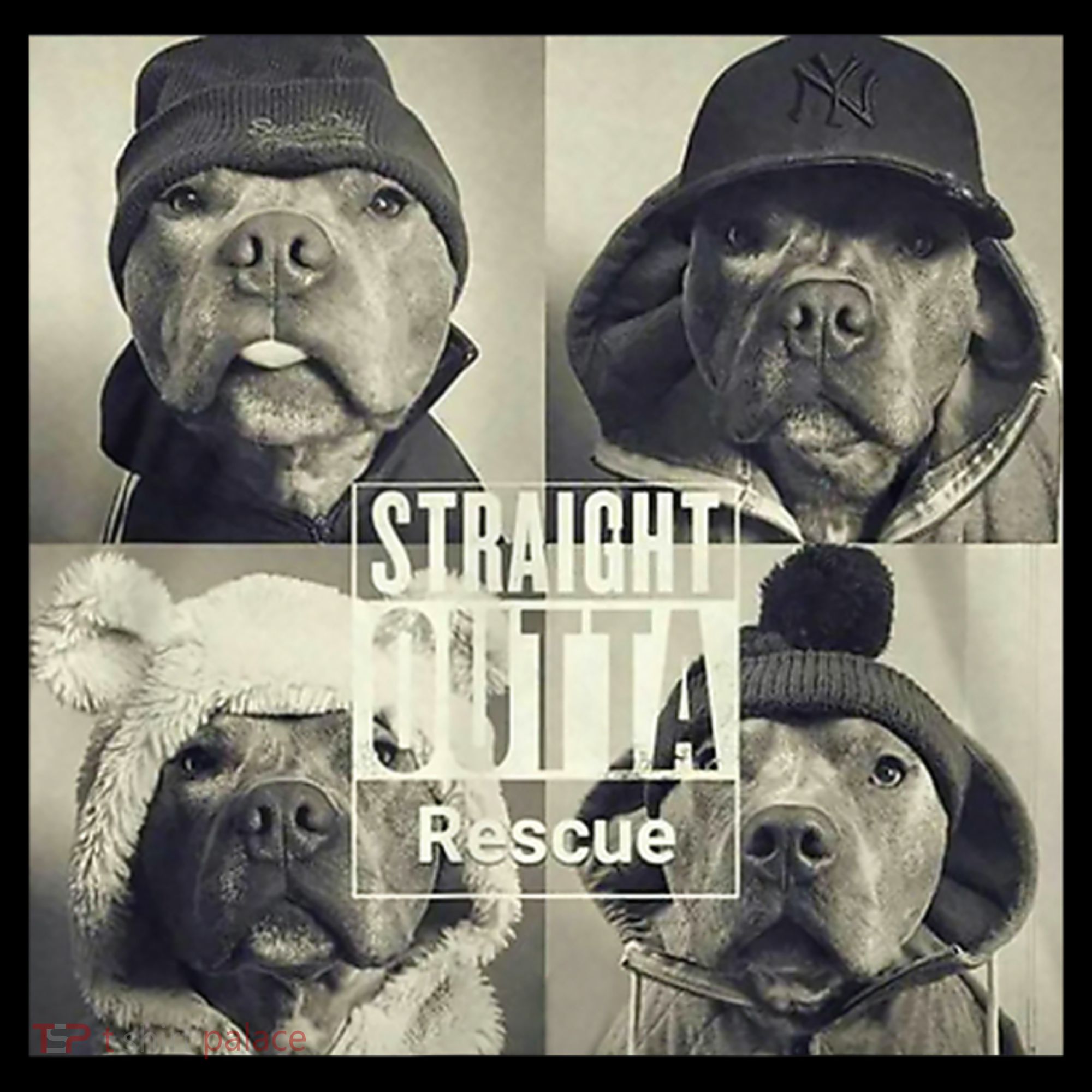 Straight Outta Rescue Pitbull Apron