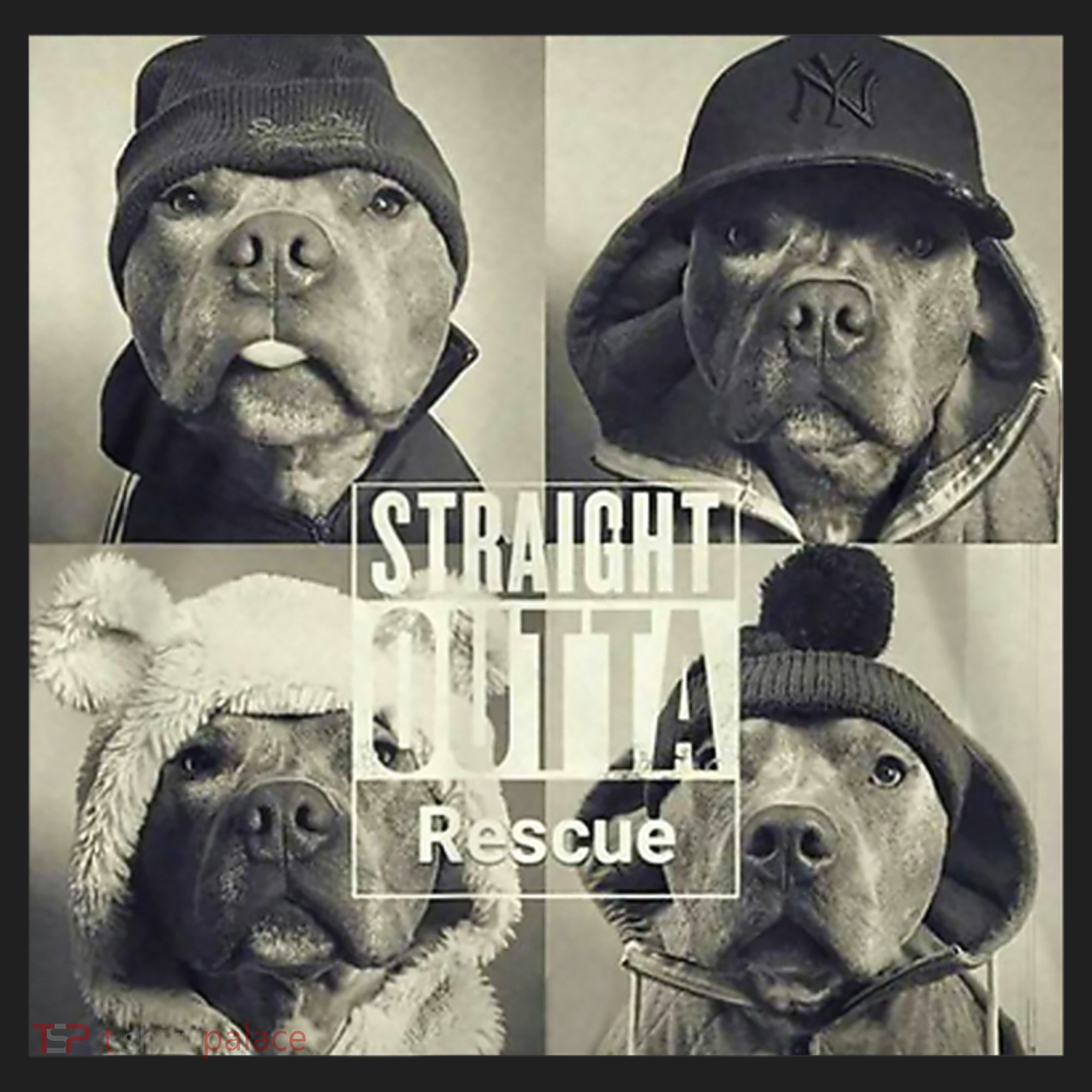 Straight Outta Rescue Pitbull Beanie