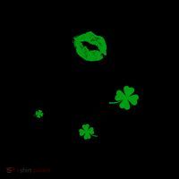 St Patricks Day Kiss Me Im Arish Ar Gun Coffee Mug thumb 5