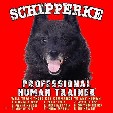 Schipperke Professional Human Trainer Cute Dog Santa Hat