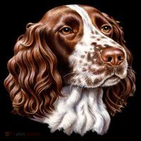 Springer Spaniel Dog Women's T-Shirt thumb 6