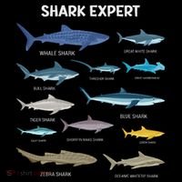 Shark Species Gift Coffee Mug thumb 5