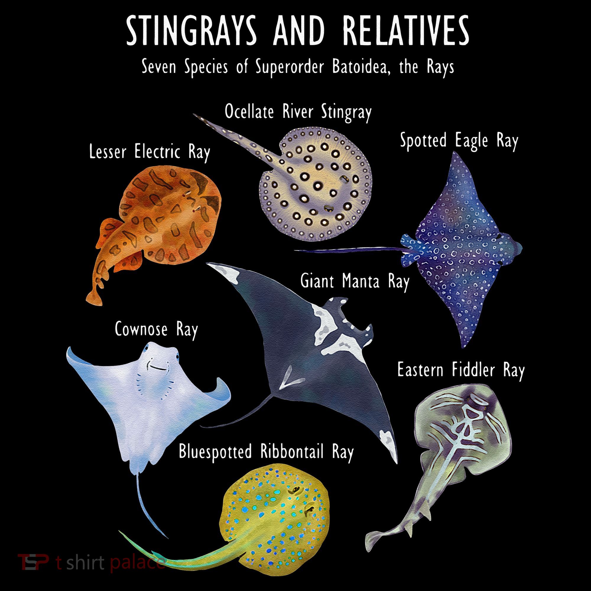 Stingray Species Manta Ray River Stingray And More Kids Sweatshirt