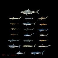 Shark Species Shark Faces Ocean Animal Lovers Cute Gift Coffee Mug thumb 5