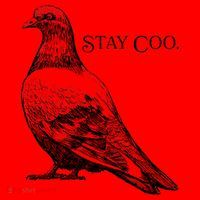 Stay Coo Pigeon Santa Hat thumb 1