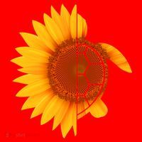 Sunflower Turtle Santa Hat thumb 1