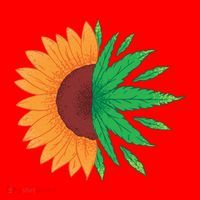Sunflower Weed Santa Hat thumb 1